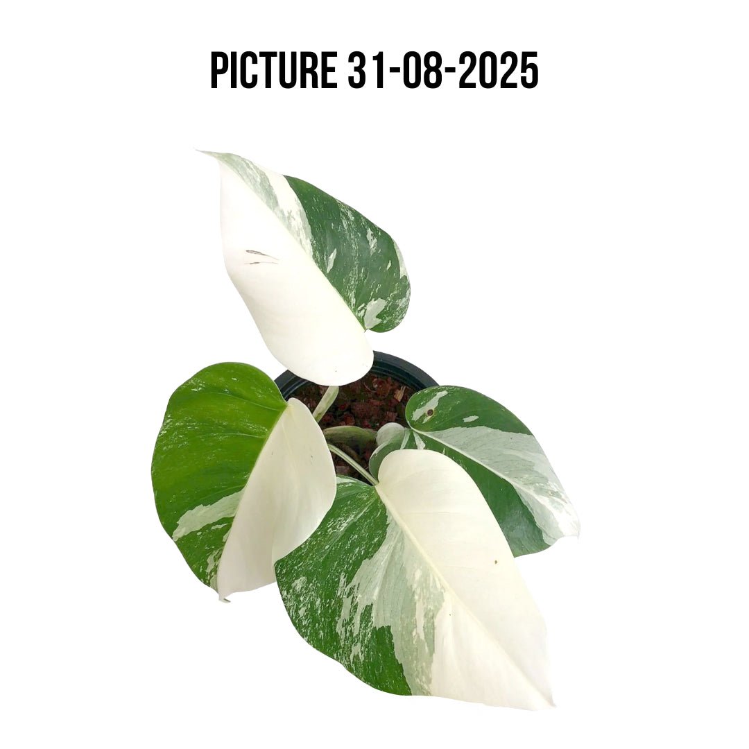 Monstera Albo Half Moon Variegated - Yume Gardens Indonesia
