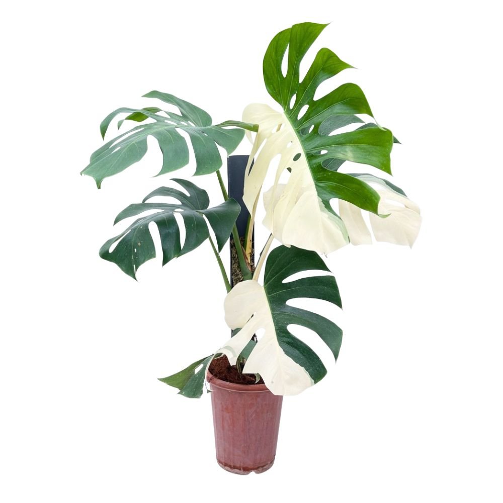 Monstera Albo Half Moon Variegated - Yume Gardens Indonesia