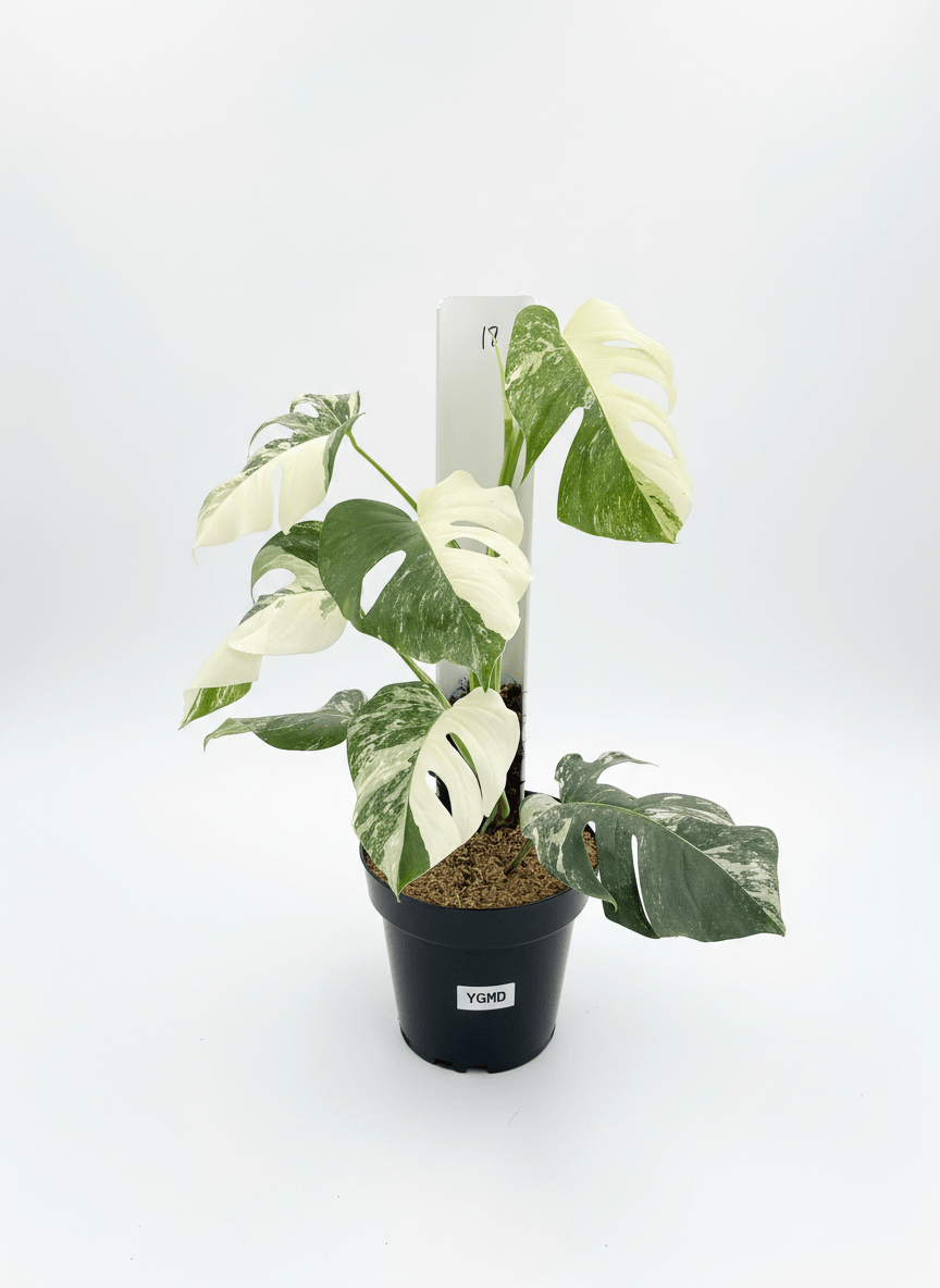 Monstera Albo Half Moon Variegated - Yume Gardens Indonesia