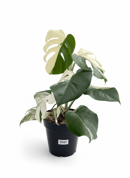 Monstera Albo Half Moon Variegated - Yume Gardens Indonesia
