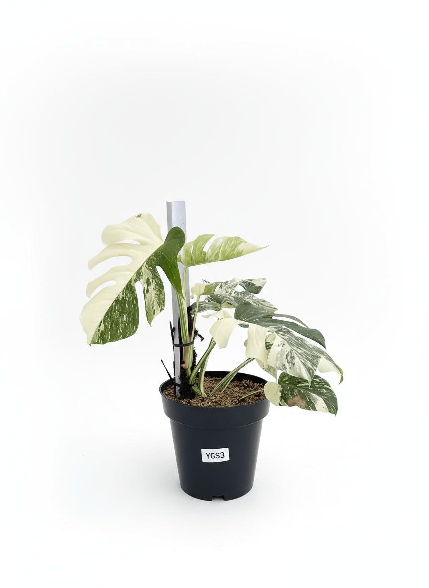 Monstera Albo Half Moon Variegated - Yume Gardens Indonesia