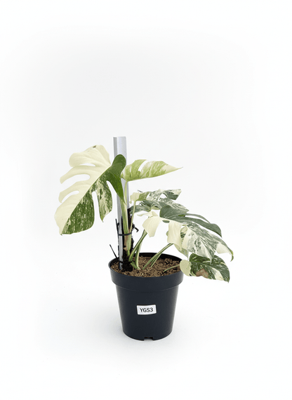 Monstera Albo Half Moon Variegated - Yume Gardens Indonesia