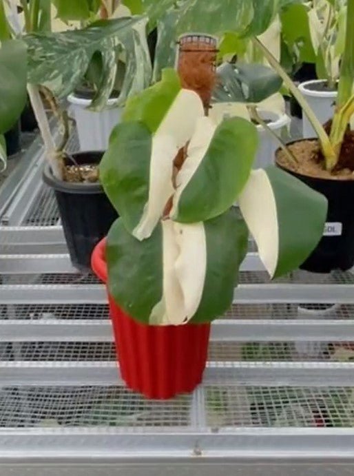 Monstera Albo Half Moon Variegated - Yume Gardens Indonesia