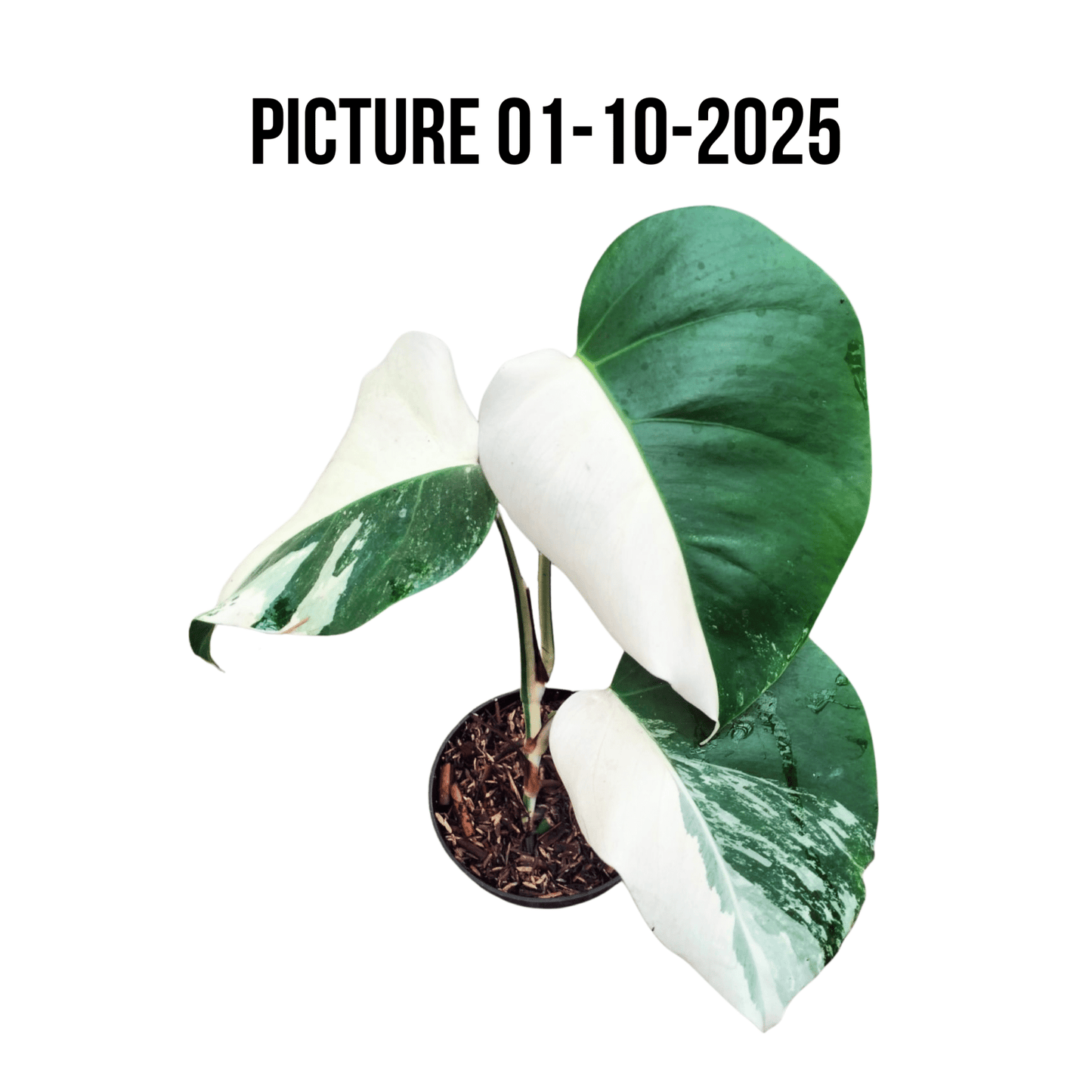 Monstera Albo Half Moon Variegated - Yume Gardens Indonesia