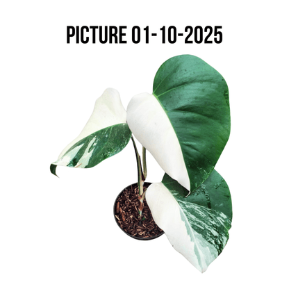 Monstera Albo Half Moon Variegated - Yume Gardens Indonesia
