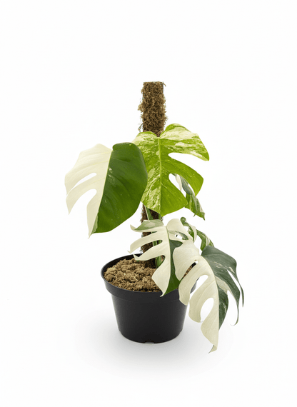 Monstera Albo Half Moon Variegated - Yume Gardens Indonesia