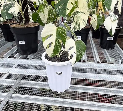 Monstera Albo Half Moon Variegated - Yume Gardens Indonesia