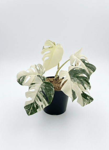 Monstera Albo Half Moon Variegated - Yume Gardens Indonesia