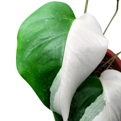 Monstera Albo Half Moon Variegated - Yume Gardens Indonesia