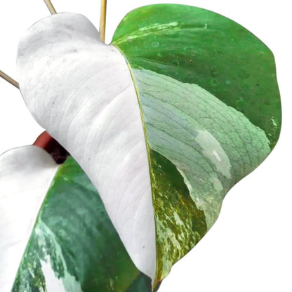 Monstera Albo Half Moon Variegated - Yume Gardens Indonesia
