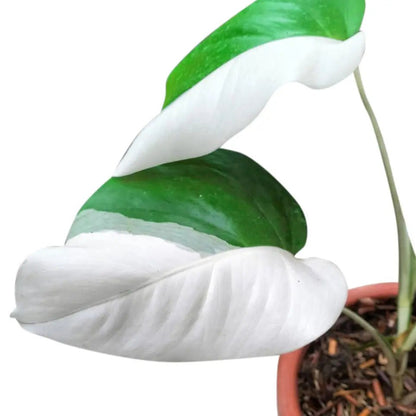 Monstera Albo Half Moon Variegated - Yume Gardens Indonesia