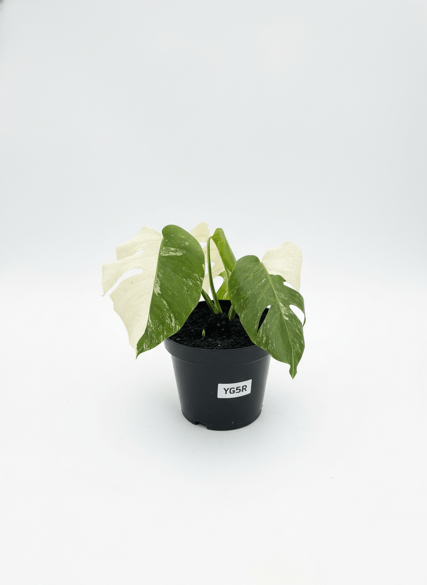 Monstera Albo Half Moon Variegated - Yume Gardens Indonesia