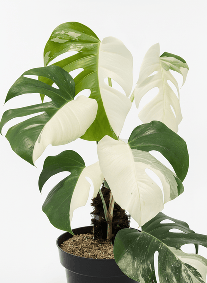 Monstera Albo Half Moon Variegated - Yume Gardens Indonesia