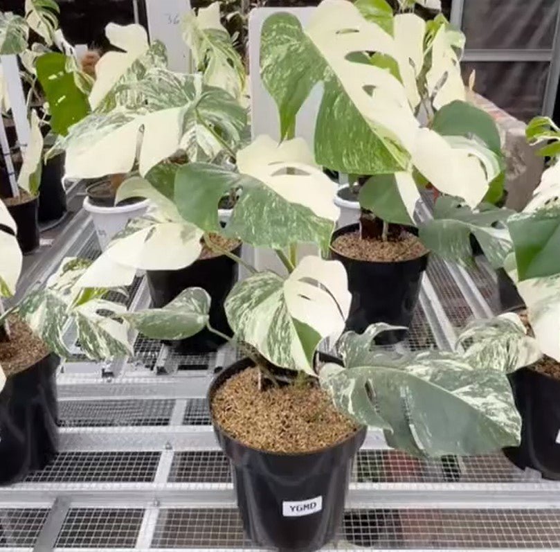 Monstera Albo Half Moon Variegated - Yume Gardens Indonesia