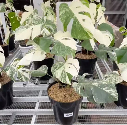 Monstera Albo Half Moon Variegated - Yume Gardens Indonesia