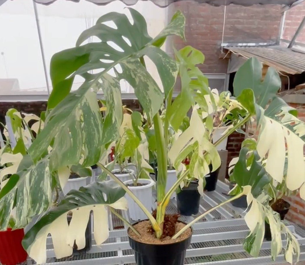Monstera Albo Half Moon Variegated - Yume Gardens Indonesia