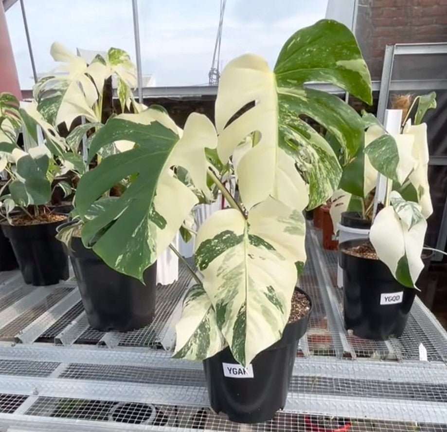 Monstera Albo Half Moon Variegated - Yume Gardens Indonesia