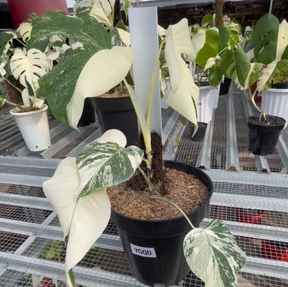 Monstera Albo Half Moon Variegated - Yume Gardens Indonesia