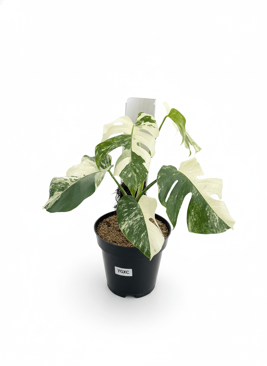 Monstera Albo Half Moon Variegated - Yume Gardens Indonesia