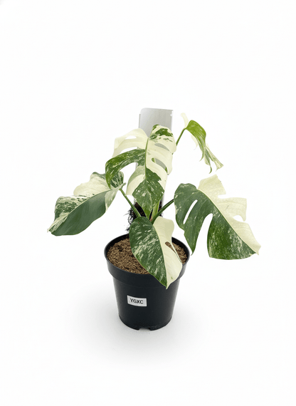 Monstera Albo Half Moon Variegated - Yume Gardens Indonesia