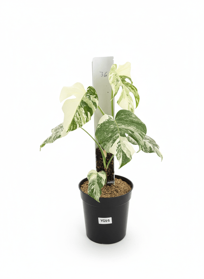 Monstera Albo Half Moon Variegated - Yume Gardens Indonesia