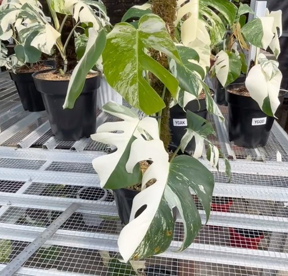 Monstera Albo Half Moon Variegated - Yume Gardens Indonesia