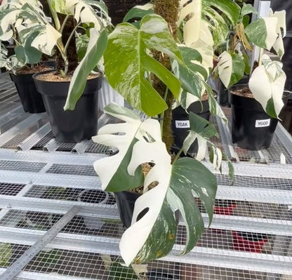 Monstera Albo Half Moon Variegated - Yume Gardens Indonesia