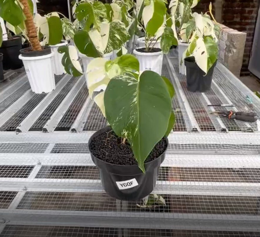 Monstera Albo Half Moon Variegated - Yume Gardens Indonesia