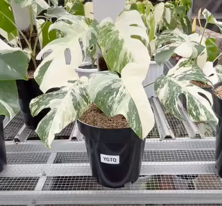 Monstera Albo Half Moon Variegated - Yume Gardens Indonesia