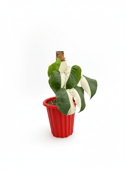 Monstera Albo Half Moon Variegated - Yume Gardens Indonesia