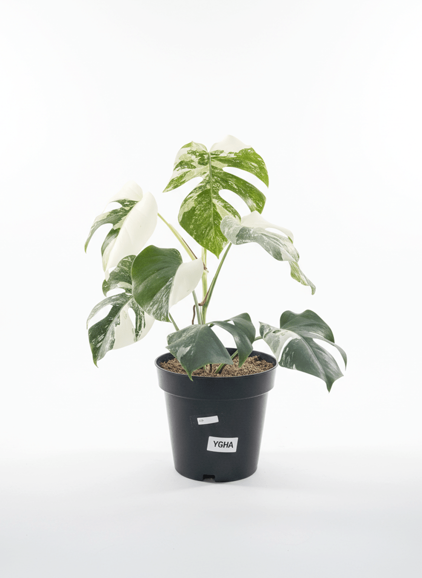 Monstera Albo Half Moon Variegated - Yume Gardens Indonesia