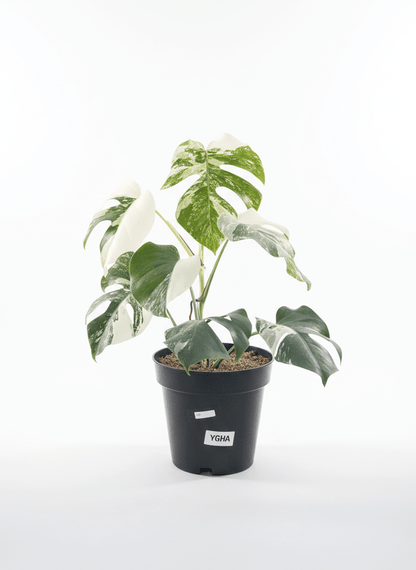 Monstera Albo Half Moon Variegated - Yume Gardens Indonesia