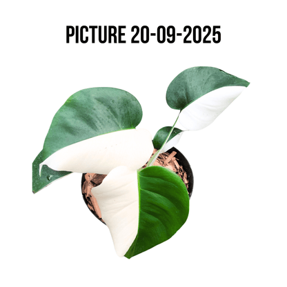 Monstera Albo Half Moon Variegated - Yume Gardens Indonesia