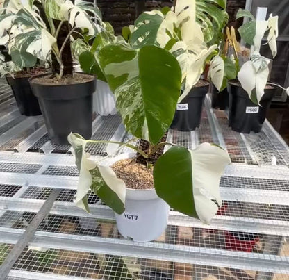 Monstera Albo Half Moon Variegated - Yume Gardens Indonesia