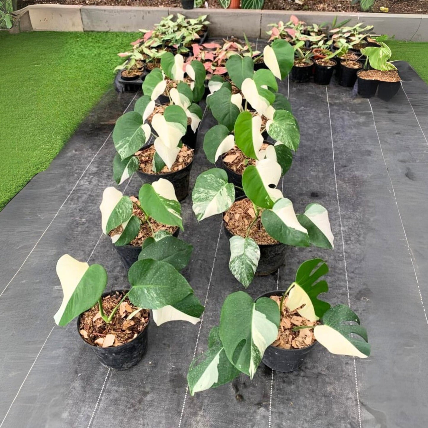 Monstera Albo Half Moon Variegated - Yume Gardens Indonesia