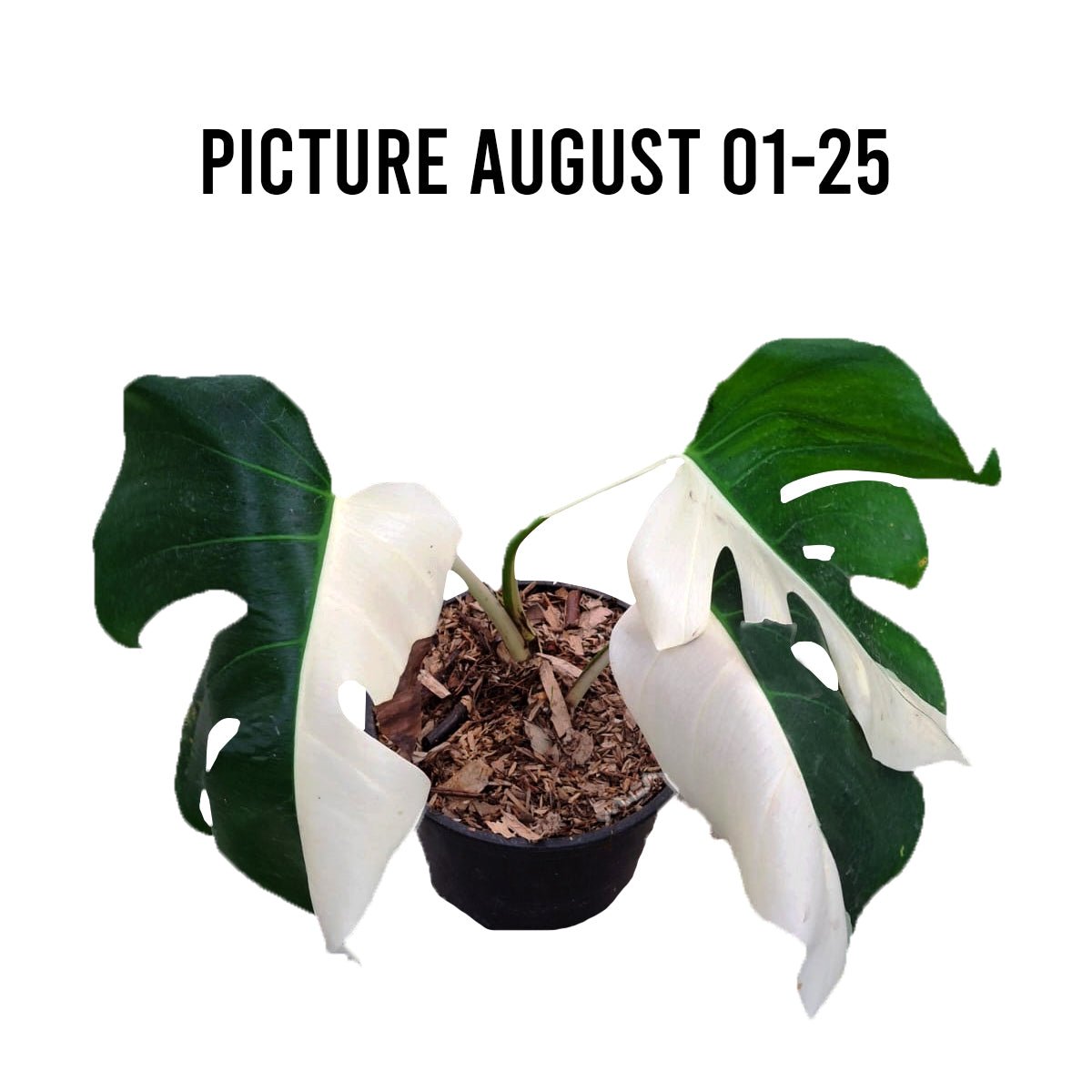 Monstera Albo Half Moon Variegated - Yume Gardens Indonesia