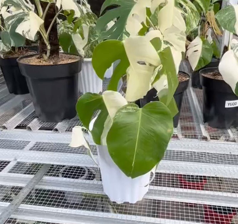 Monstera Albo Half Moon Variegated - Yume Gardens Indonesia