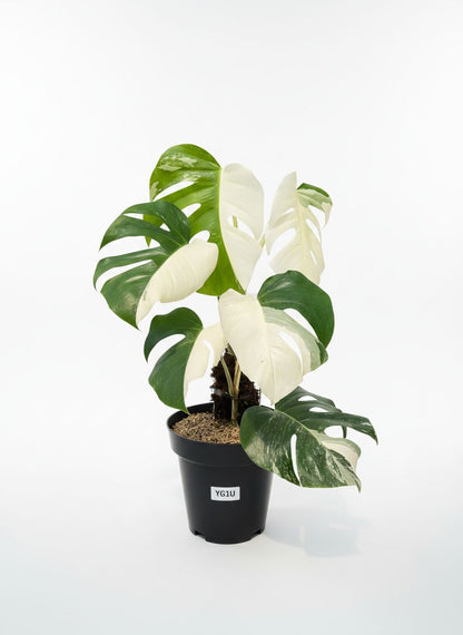 Monstera Albo Half Moon Variegated - Yume Gardens Indonesia