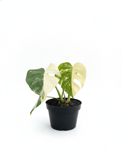 Monstera Albo Half Moon Variegated - Yume Gardens Indonesia