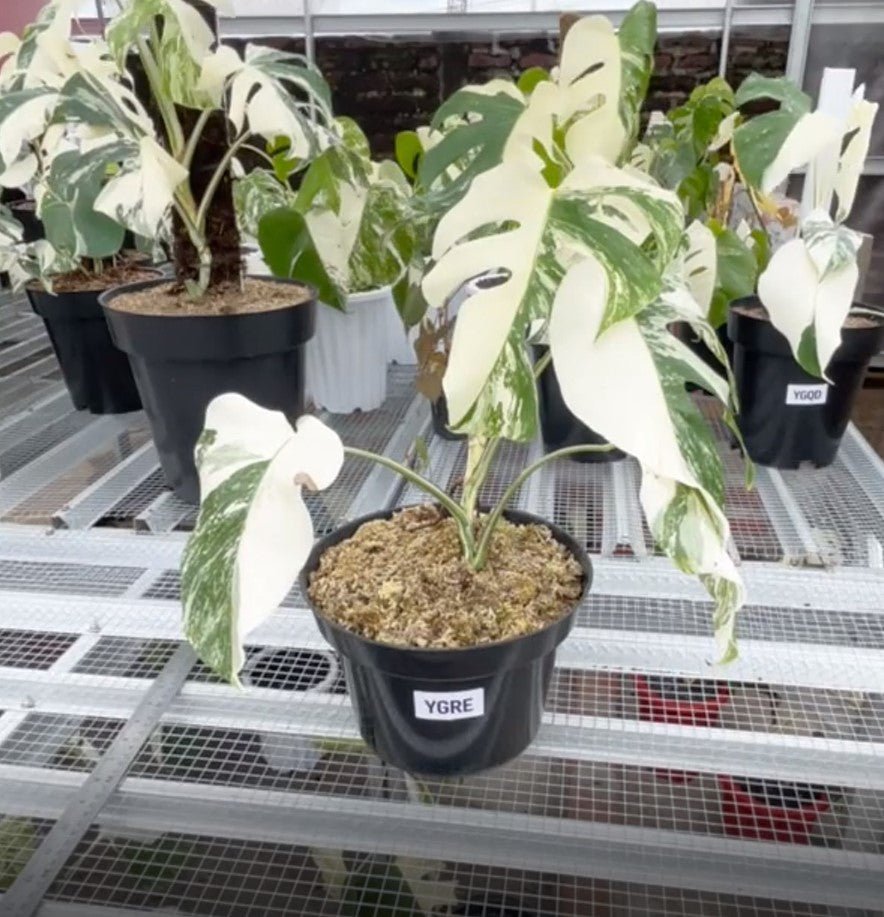 Monstera Albo Half Moon Variegated - Yume Gardens Indonesia
