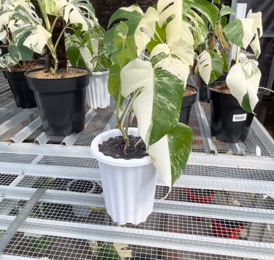 Monstera Albo Half Moon Variegated - Yume Gardens Indonesia