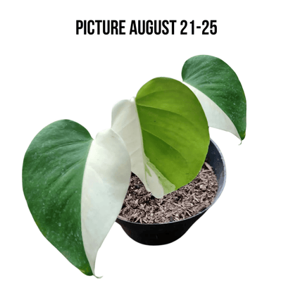 Monstera Albo Half Moon Variegated - Yume Gardens Indonesia