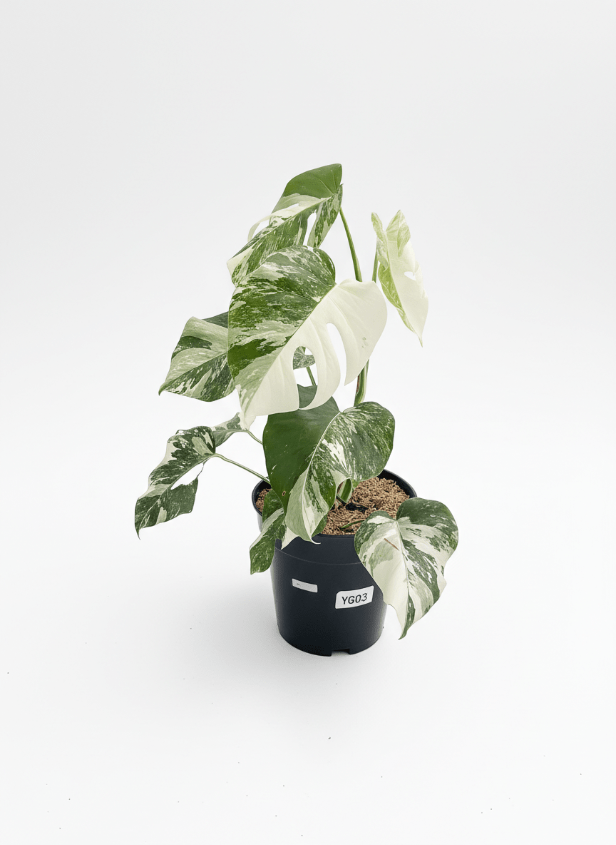 Monstera Albo Half Moon Variegated - Yume Gardens Indonesia