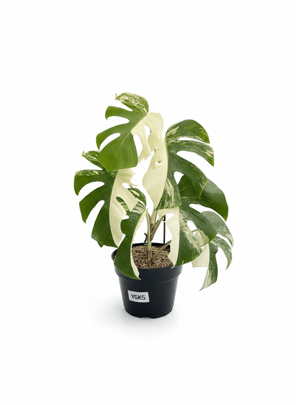 Monstera Albo Half Moon Variegated - Yume Gardens Indonesia