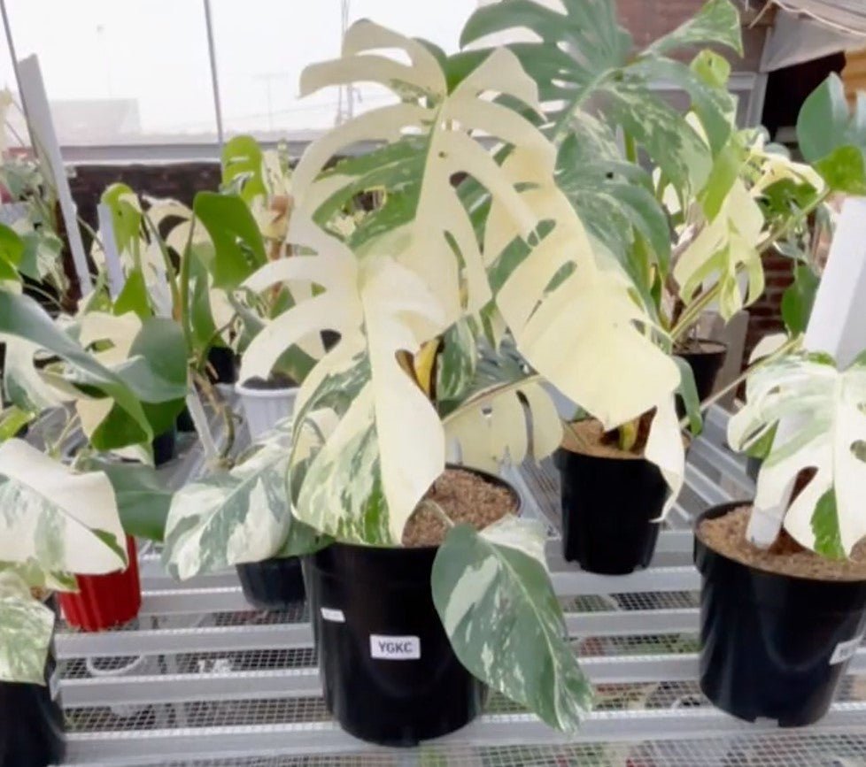 Monstera Albo Half Moon Variegated - Yume Gardens Indonesia