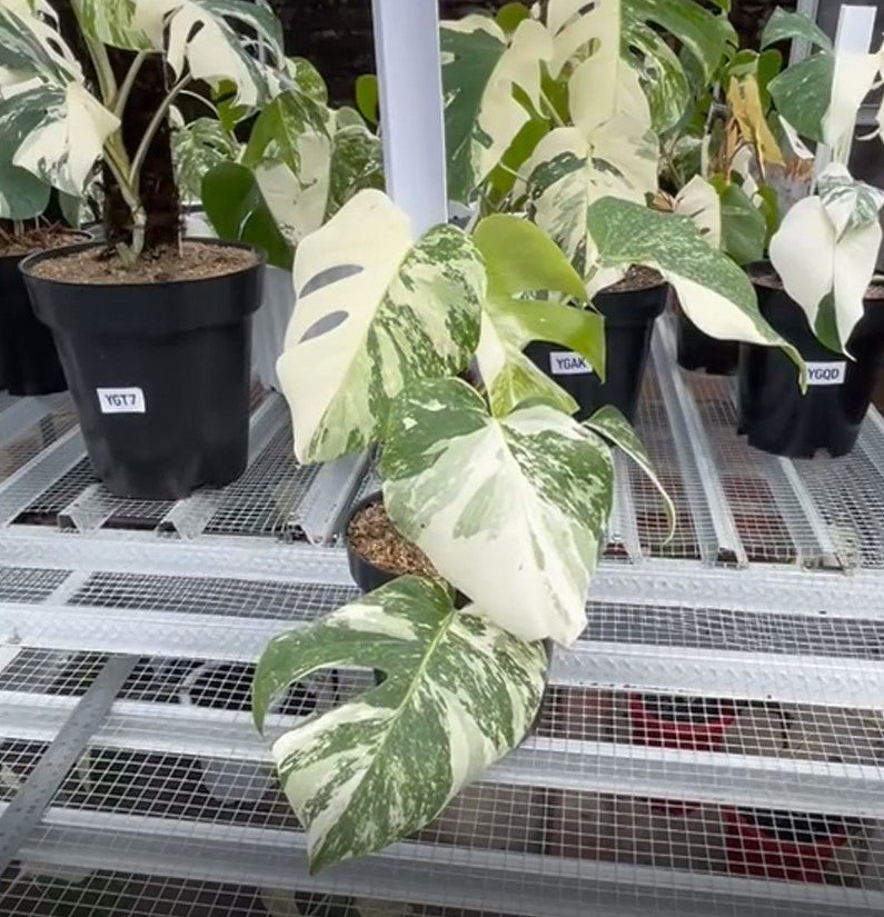 Monstera Albo Half Moon Variegated - Yume Gardens Indonesia