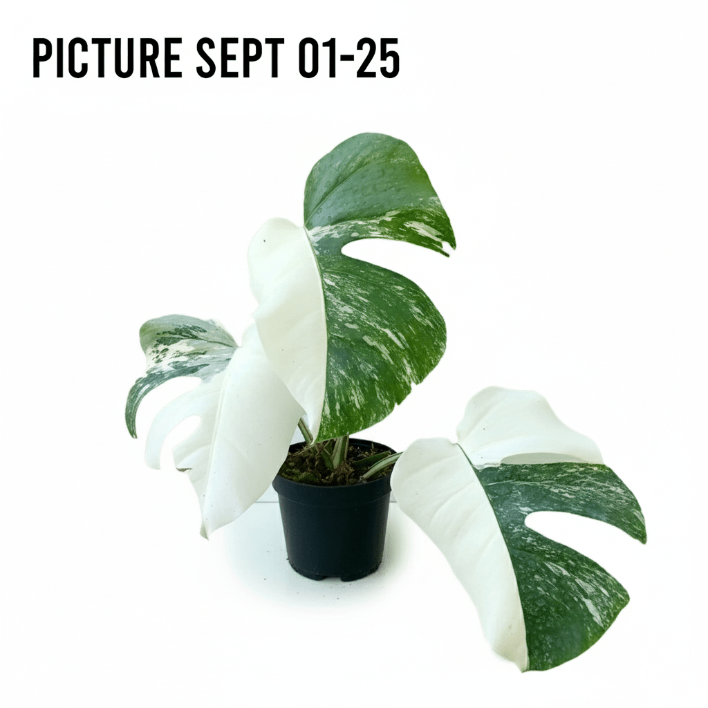 Monstera Albo Half Moon Variegated - Yume Gardens Indonesia