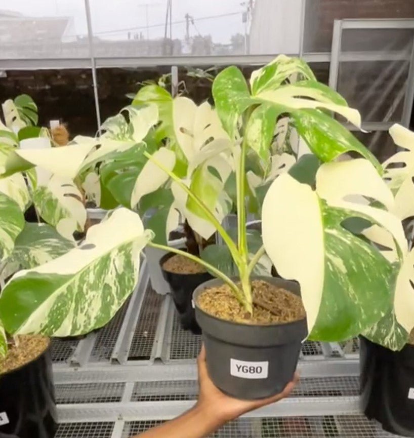 Monstera Albo Half Moon Variegated - Yume Gardens Indonesia