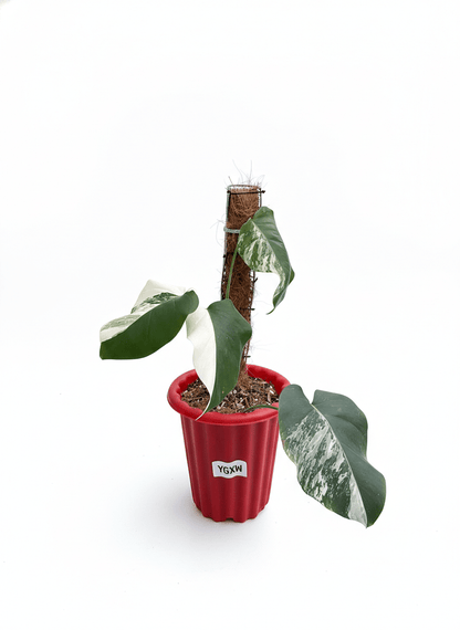 Monstera Albo Half Moon Variegated - Yume Gardens Indonesia