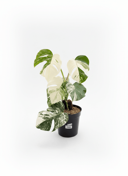 Monstera Albo Half Moon Variegated - Yume Gardens Indonesia
